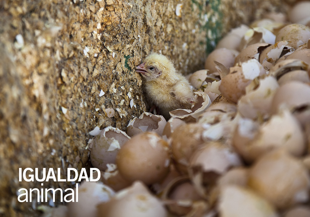 Consejos para Evitar el Desperdicio de Alimentos